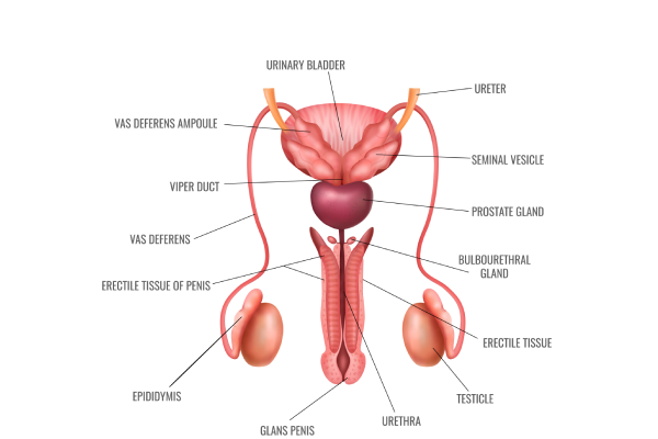 know_your_body_2